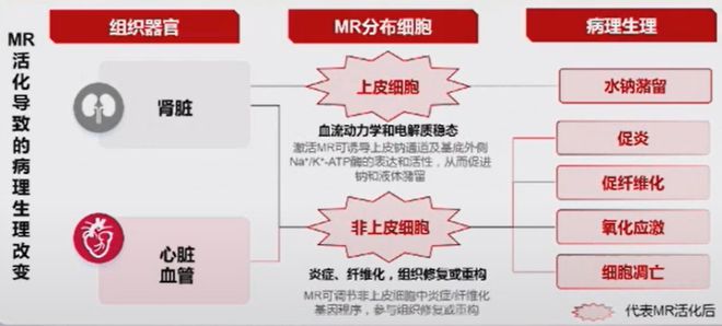 李广平教授：新型非甾体MRA在心血管治疗领域的新进展OCC-WCC2024(图2)