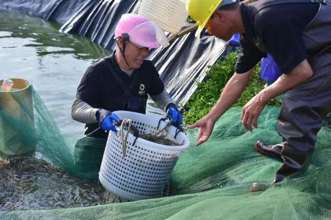 虾滑国标正式出台市场规模超400亿滑品类前景到底有多大？(图7)