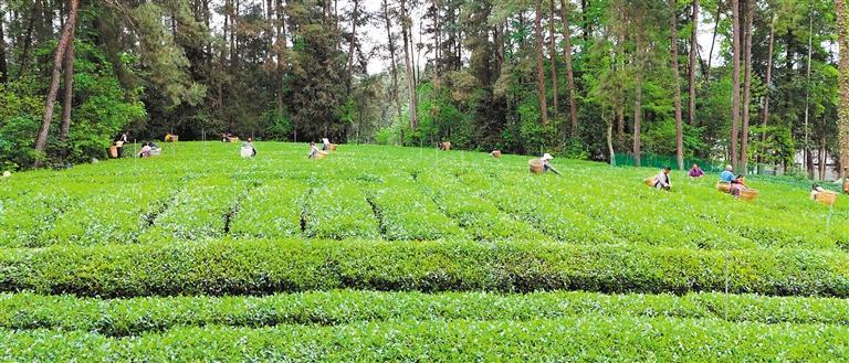 抹茶飘香(图2)