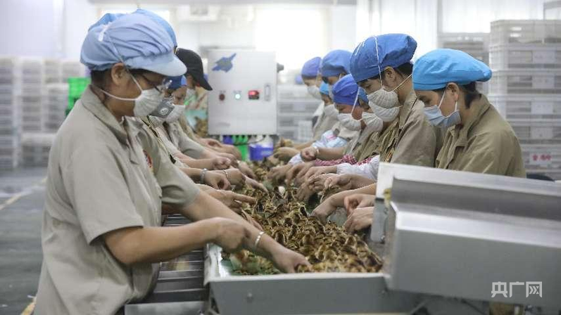 小特产变身大产业绘就特色农业新图景(图3)